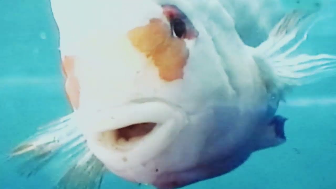 Hit-Boy & The Alchemist - Walk In Faith (Official Video)